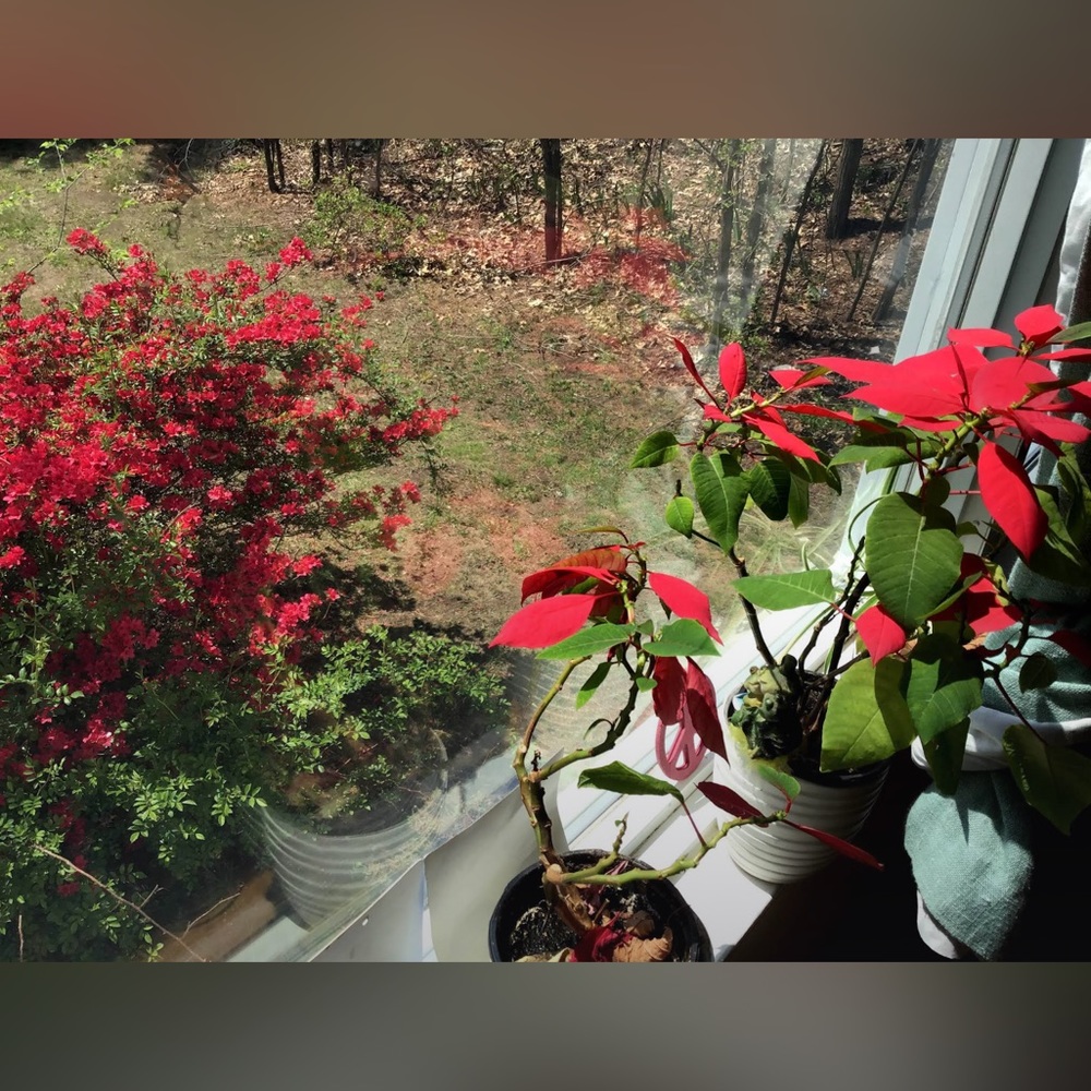 Happy Spring!